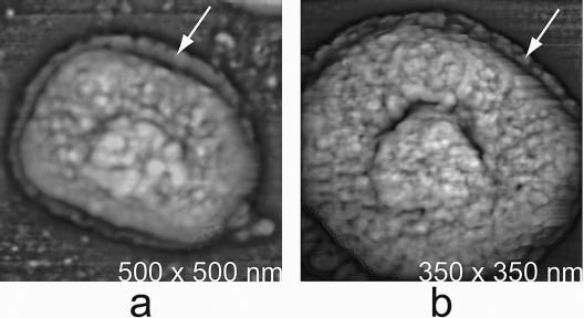 FIG. 2.