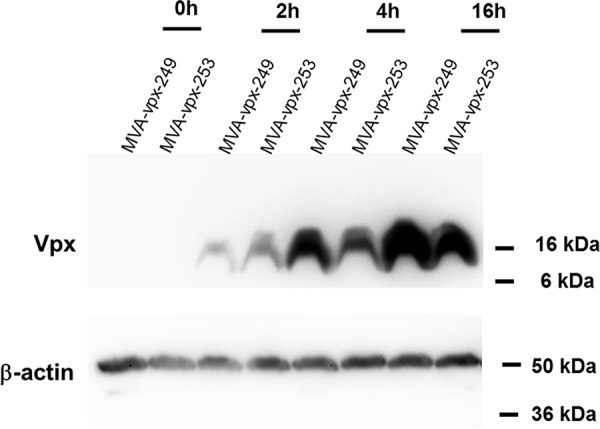 FIG 2