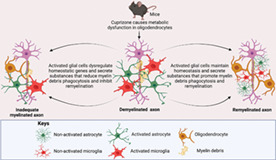 graphic file with name GLIA-70-1215-g003.jpg