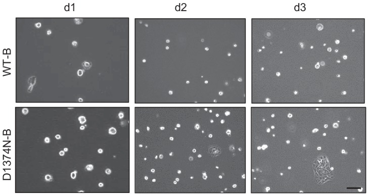 Figure 5—figure supplement 1.