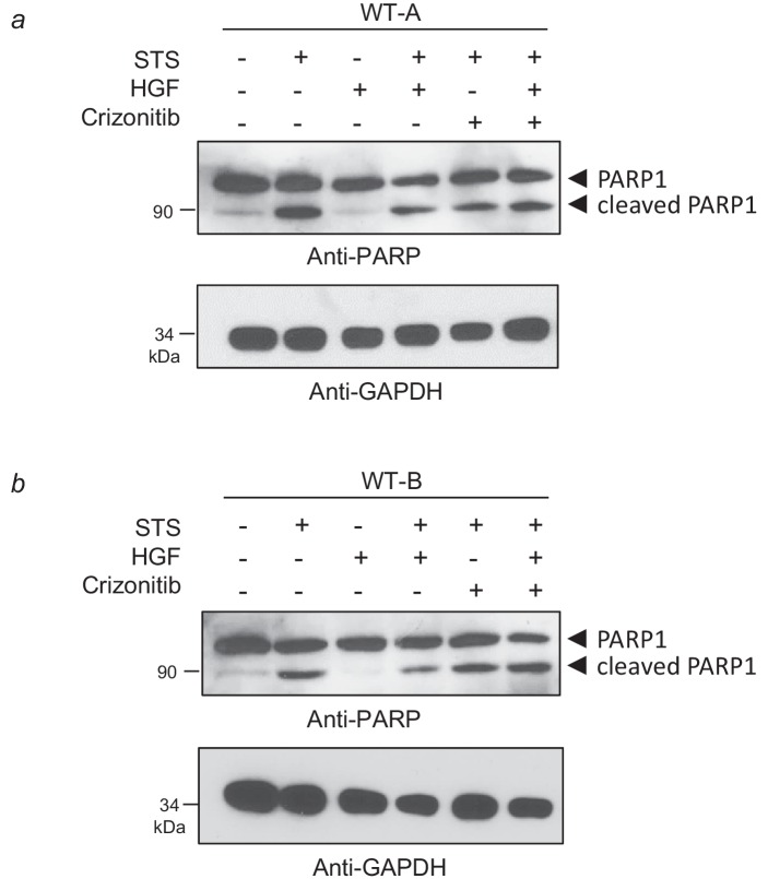 Figure 6—figure supplement 2.