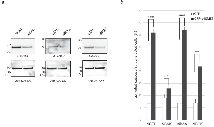 Figure 2—figure supplement 2.