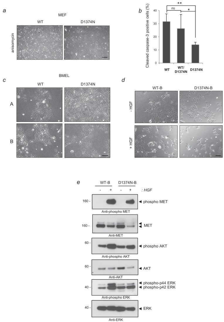 Figure 4—figure supplement 1.