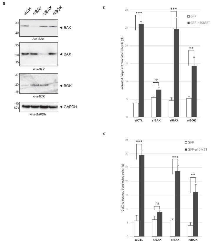 Figure 2—figure supplement 1.