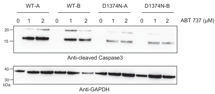 Figure 5—figure supplement 2.