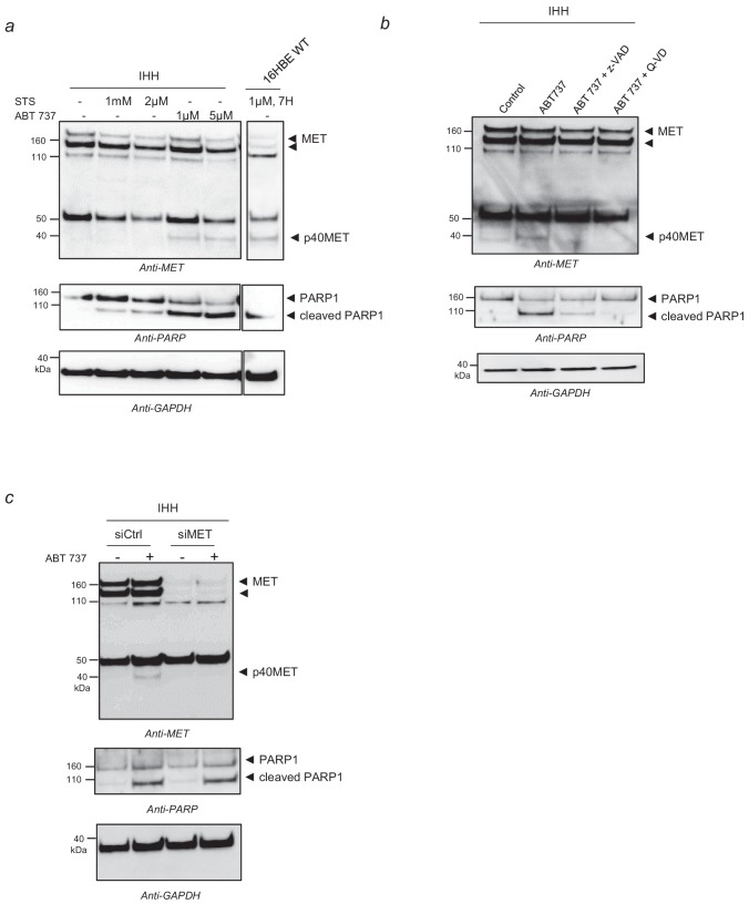 Figure 1—figure supplement 2.