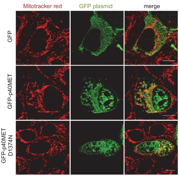 Figure 1—figure supplement 3.