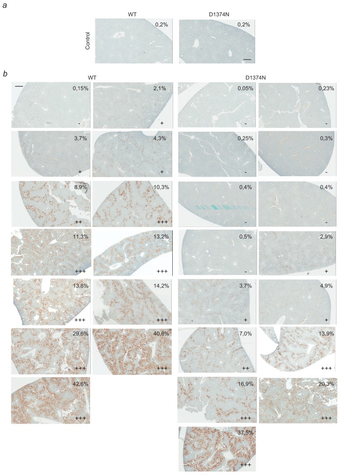 Figure 6—figure supplement 3.