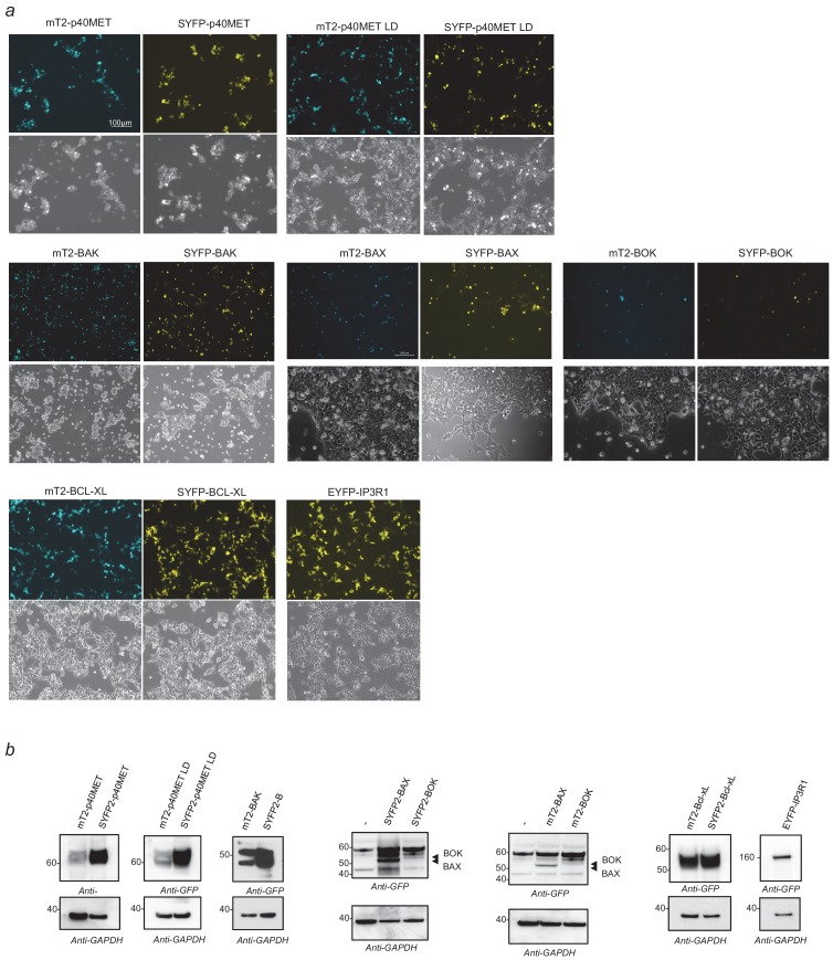 Figure 2—figure supplement 3.