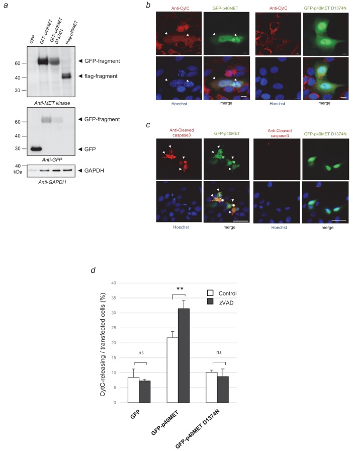 Figure 1—figure supplement 1.