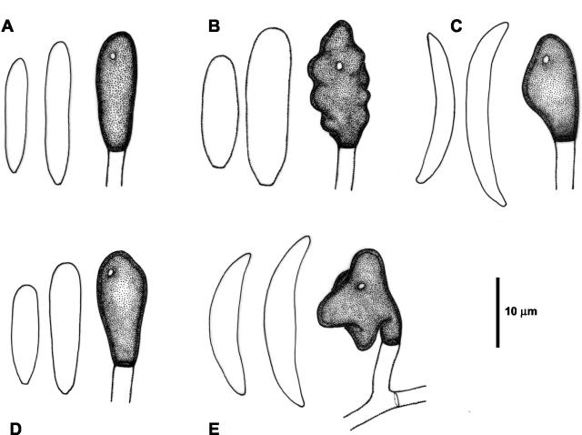 FIG. 1.