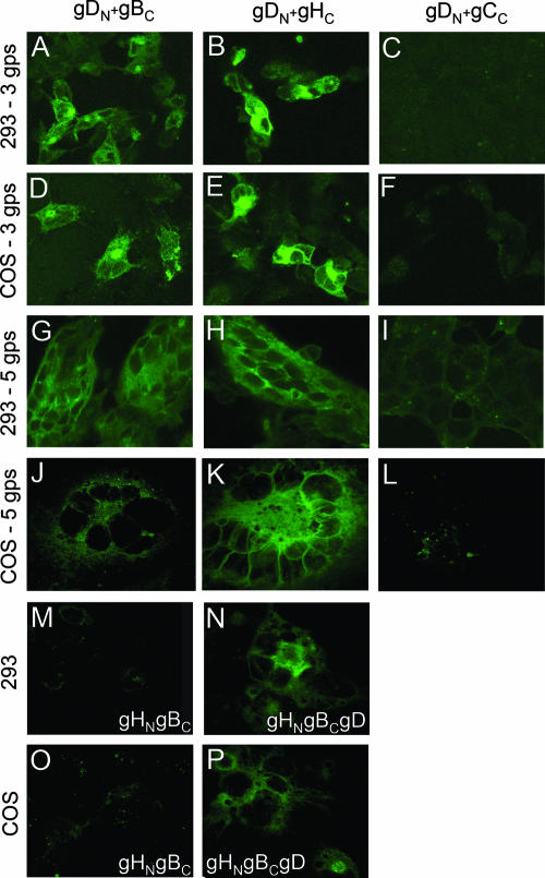 FIG. 3.