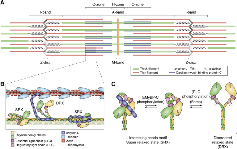 Figure 2