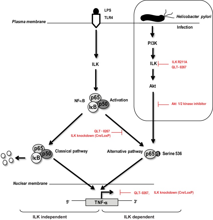 FIGURE 12.