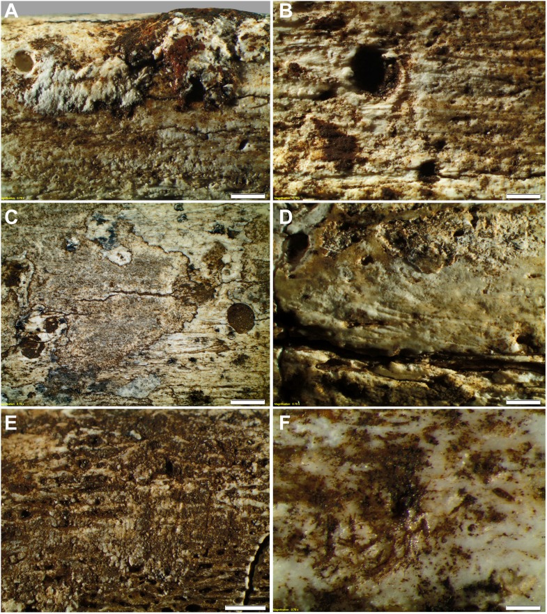 Figure 11.