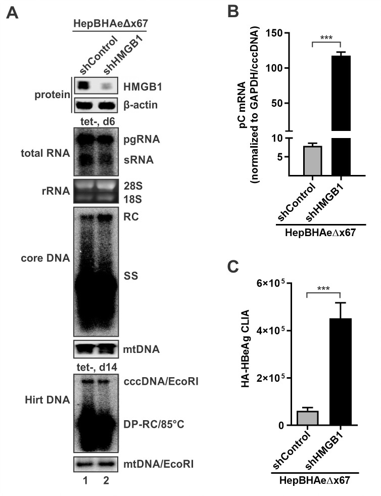 Fig 7