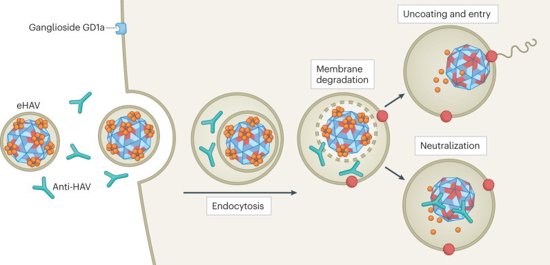 Box 3 The impact of quasi-envelopment on host immune responses