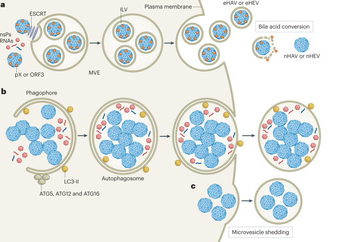 Box 1 Quasi-enveloped virus or virus shed in extracellular vesicles?