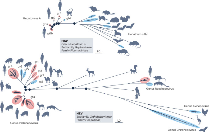 Box 2 Zoonotic potential of enterically transmitted hepatitis viruses