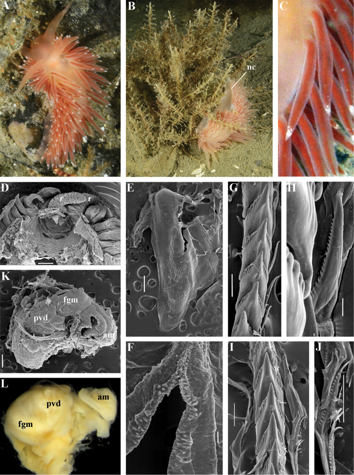 Figure 13.