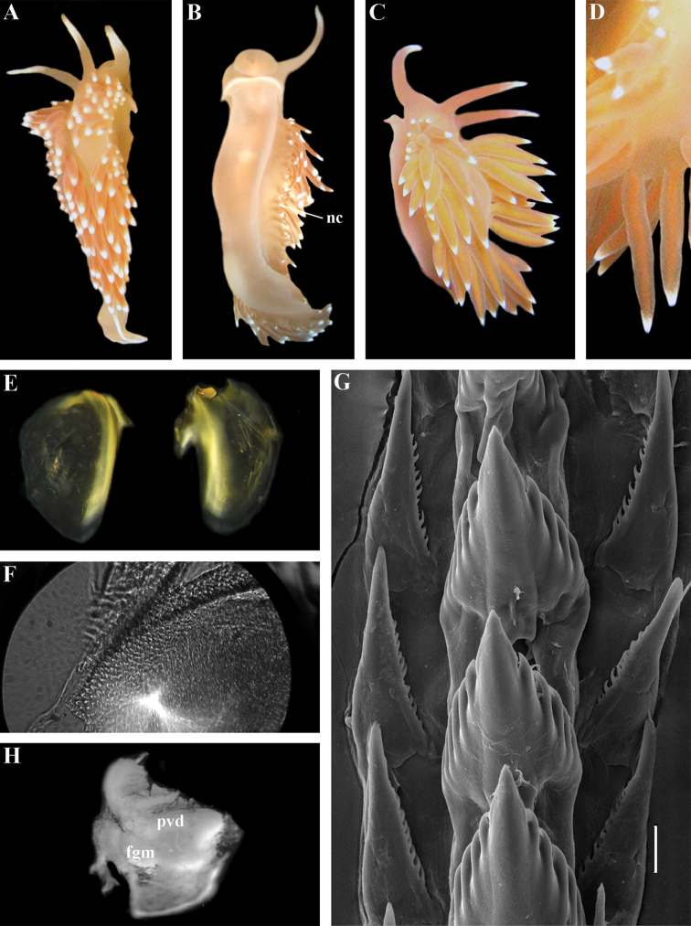 Figure 29.