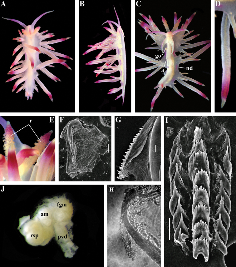 Figure 38.