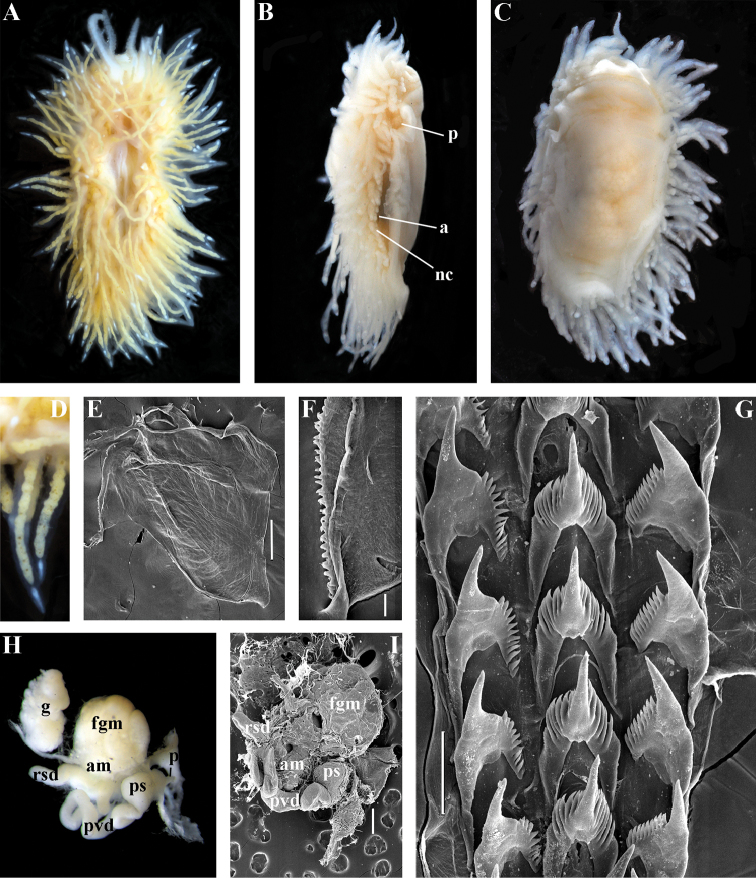 Figure 11.