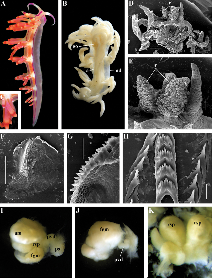 Figure 39.