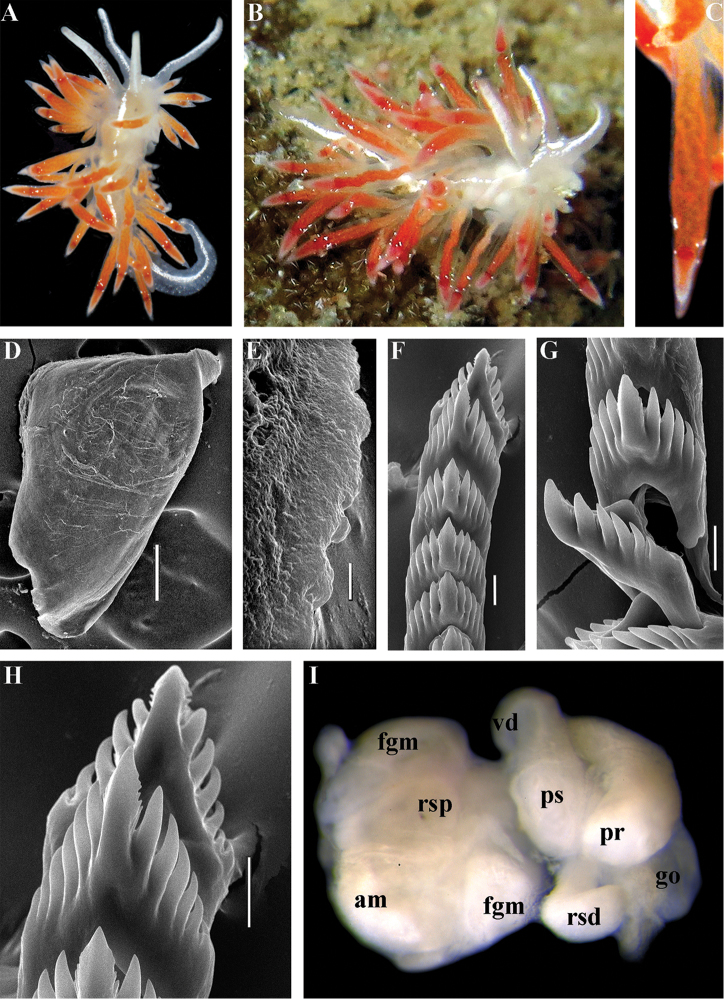 Figure 41.