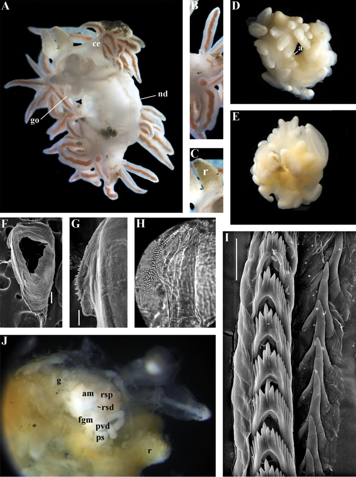 Figure 35.