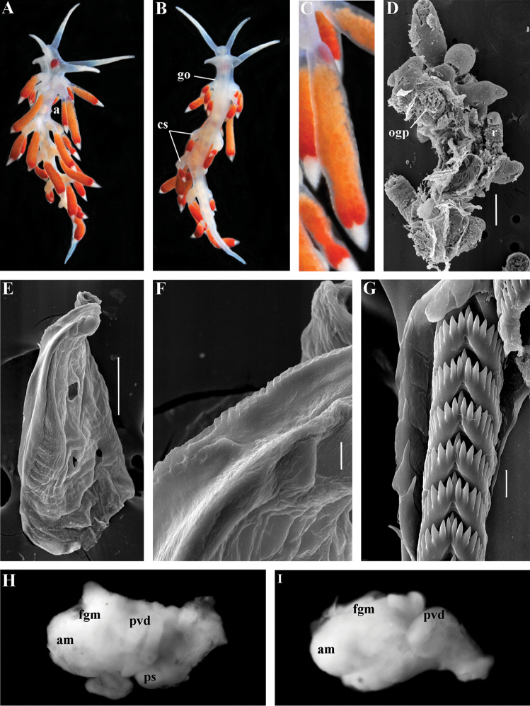 Figure 33.