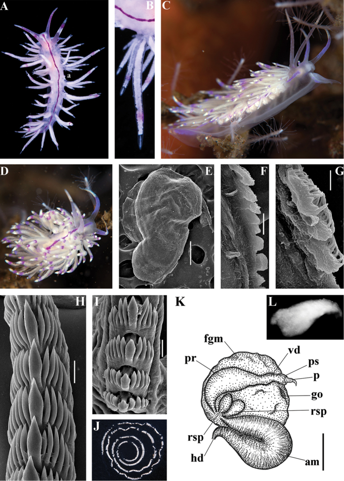 Figure 43.