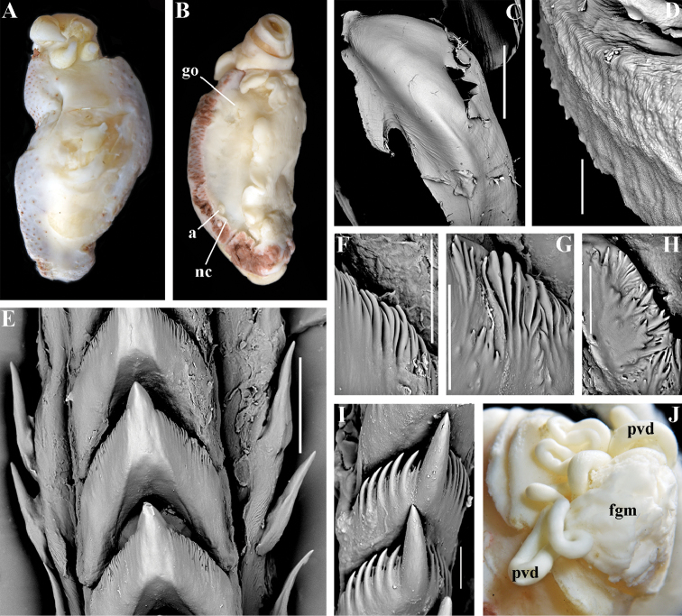 Figure 12.