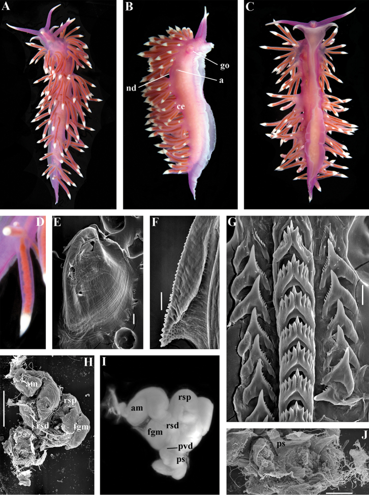 Figure 40.