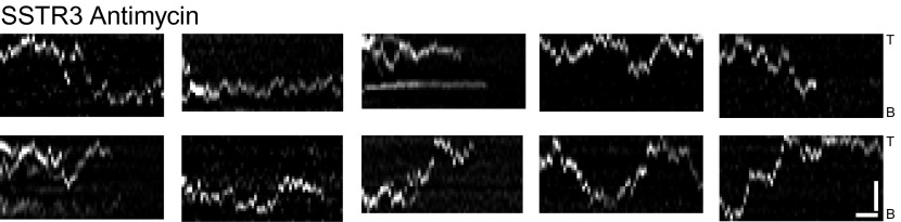 Figure 3—figure supplement 1.