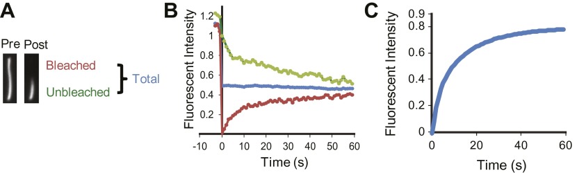 Figure 1—figure supplement 3.