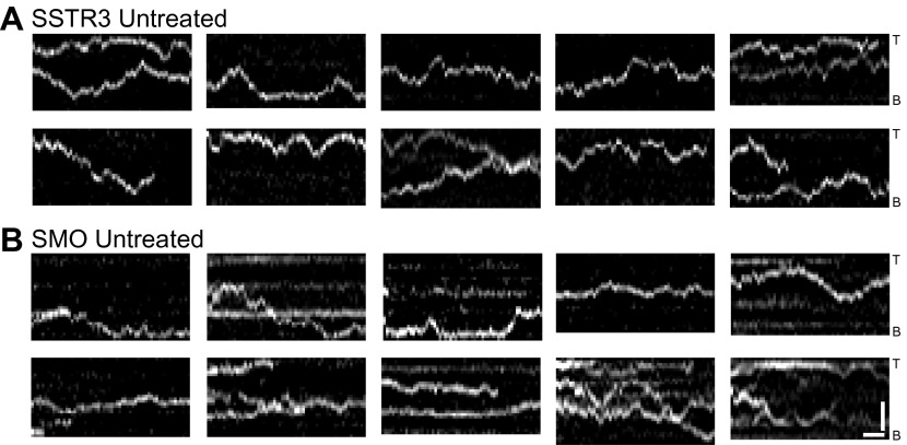 Figure 1—figure supplement 1.