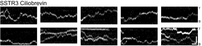 Figure 5—figure supplement 1.