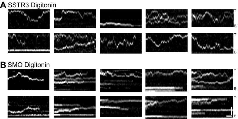 Figure 4—figure supplement 2.