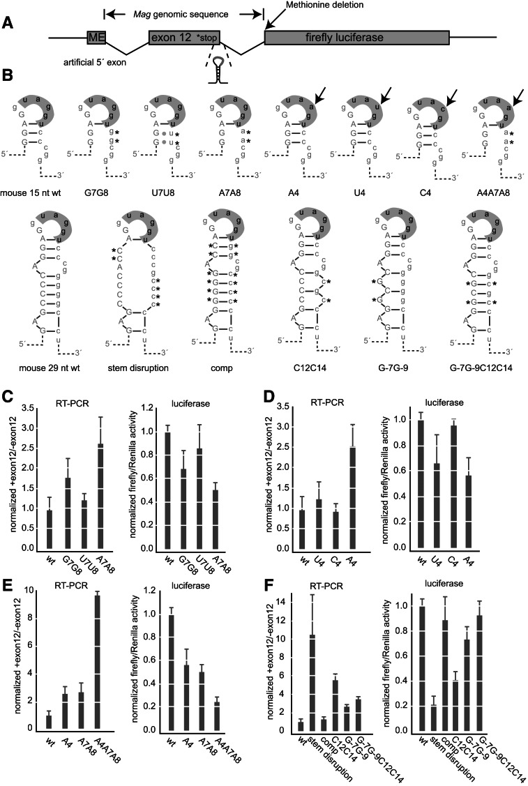 FIGURE 4.