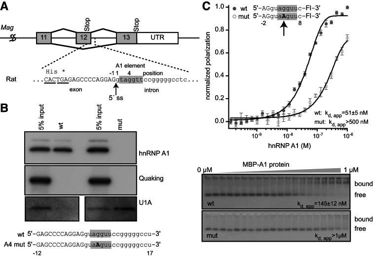 FIGURE 1.