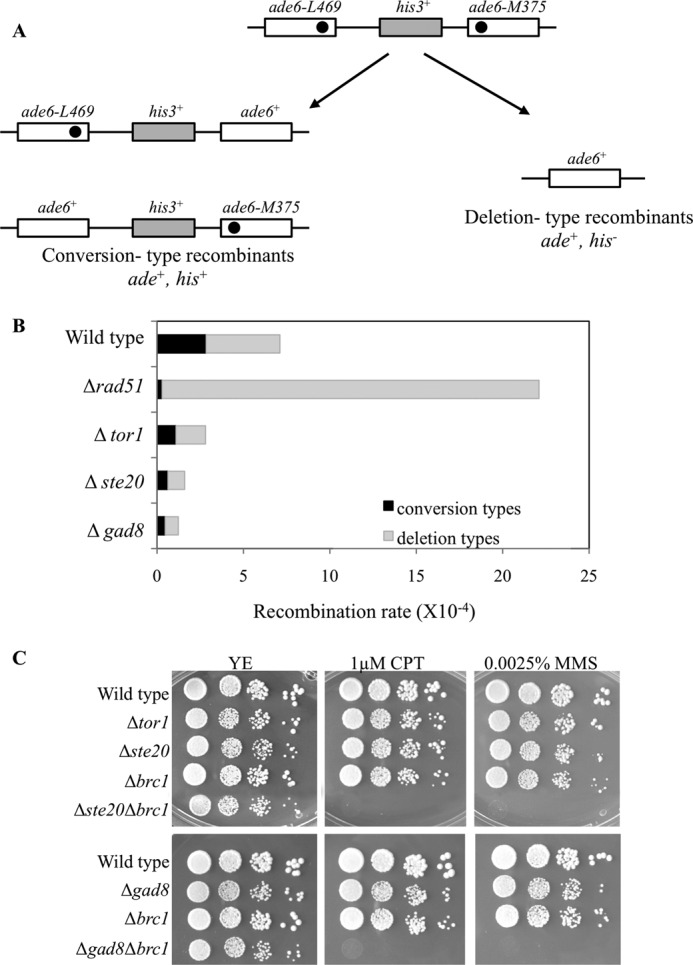 FIGURE 4.