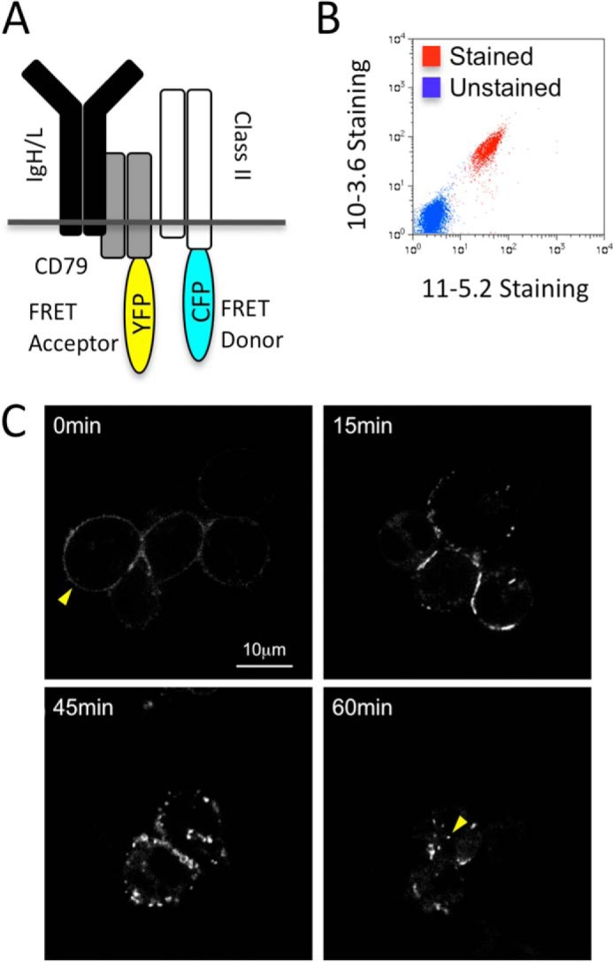 FIGURE 2.