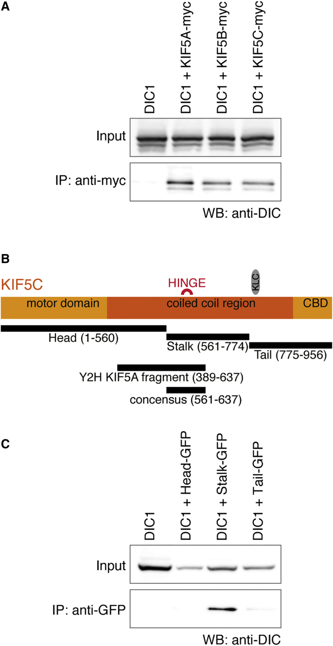 Figure 4