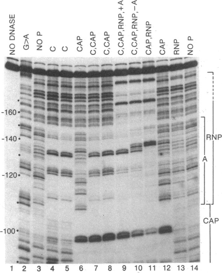 graphic file with name pnas00653-0120-a.jpg