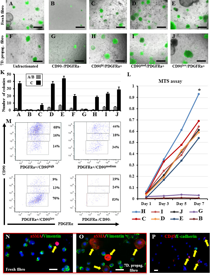 Figure 3: Identification of the stem cell supportive and suppressive “niche” fibroblast sub-populations