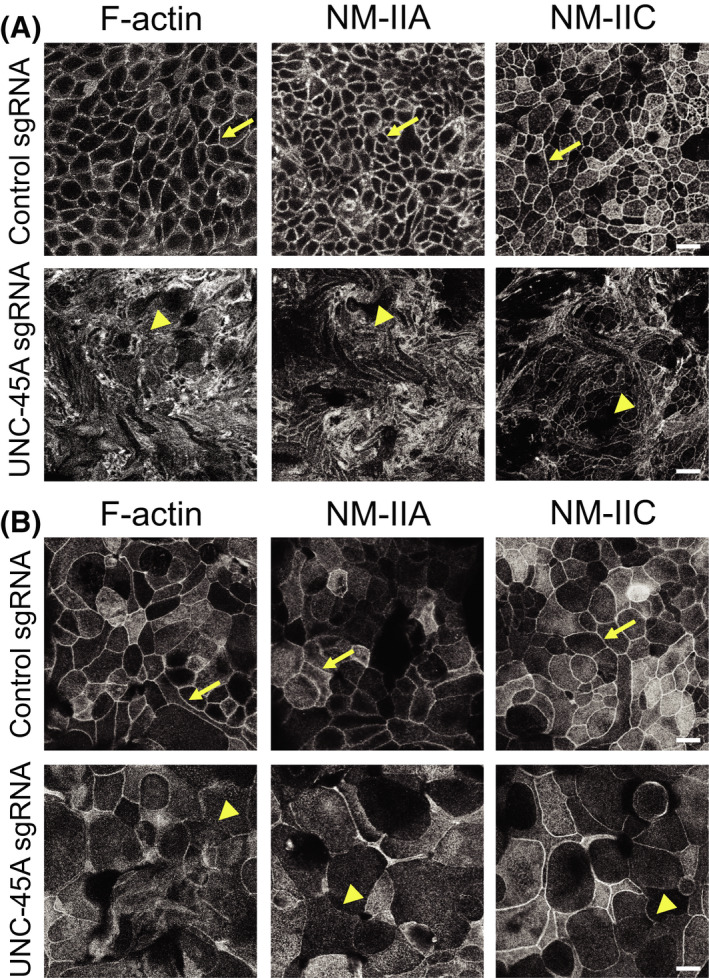 FIGURE 3