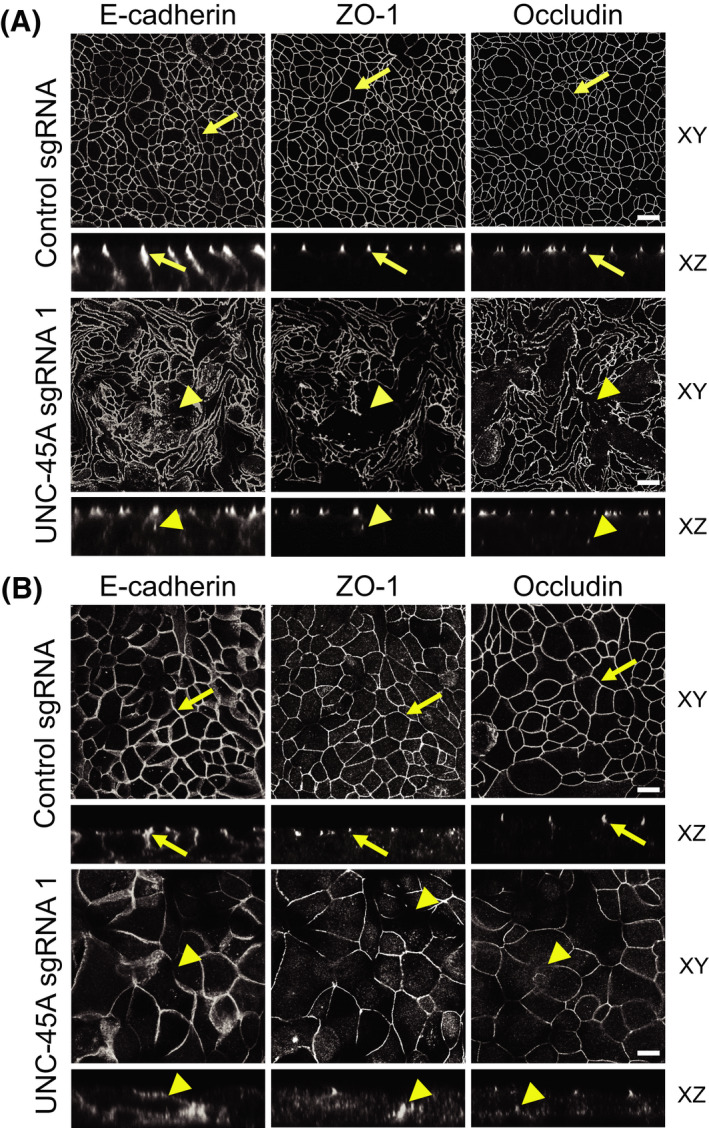 FIGURE 2