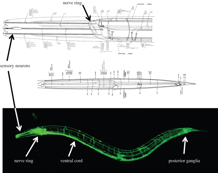 Figure 2.