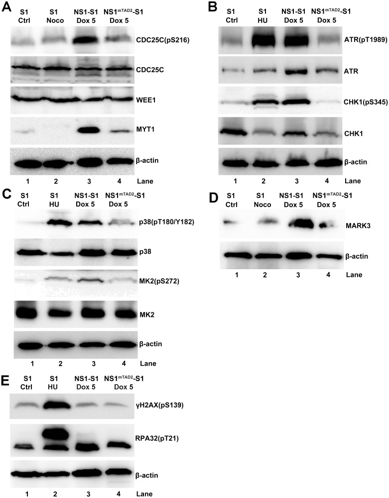 Fig 5